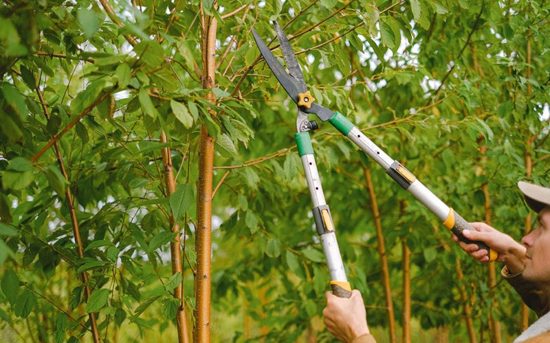 Tree trimming in Bowersville, GA